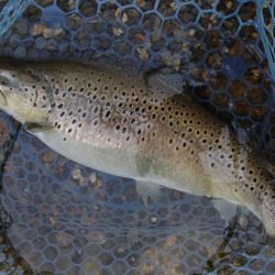 平日釣行で好釣果 ～フィシングパーク高島の泉～